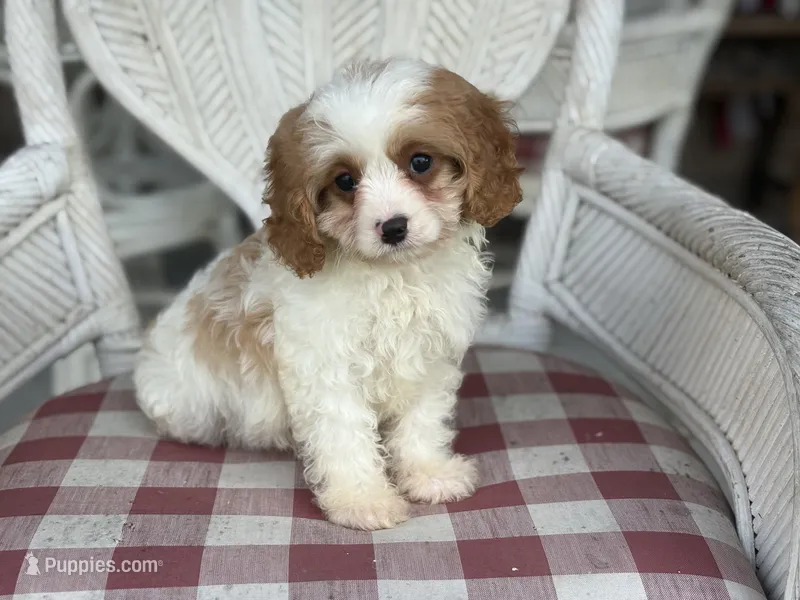 Riff  – Cavapoo, Cavalier King Charles Spaniel puppy for sale in Bowling Green, MO