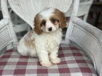 Riff , a male Cavapoo and Cavalier King Charles Spaniel for sale in Bowling Green, MO – 1 of 5