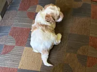 Riff , a male Cavapoo and Cavalier King Charles Spaniel for sale in Bowling Green, MO – 4 of 4