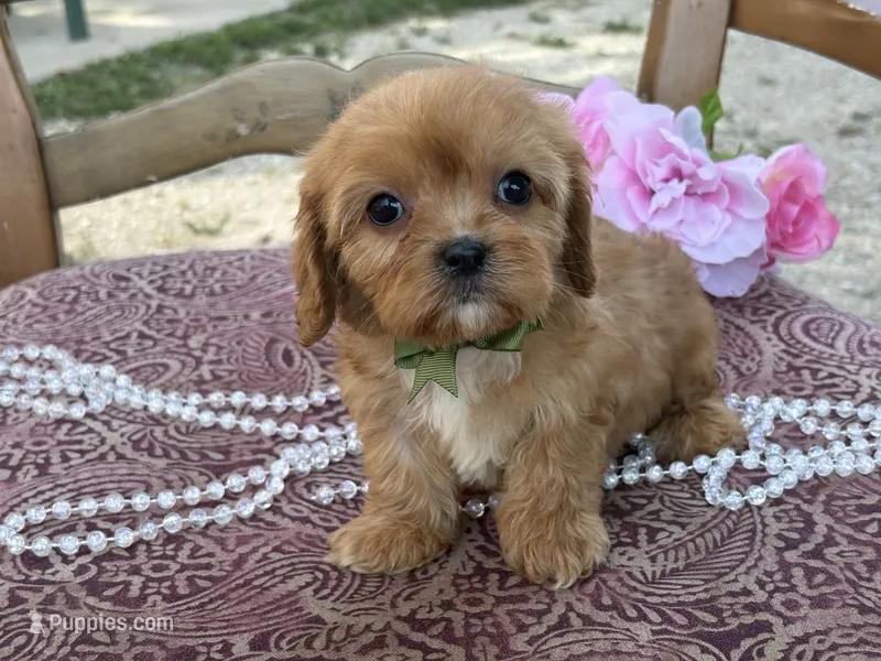 Mason  – Cavapoo, Cavalier King Charles Spaniel puppy for sale in Bowling Green, MO