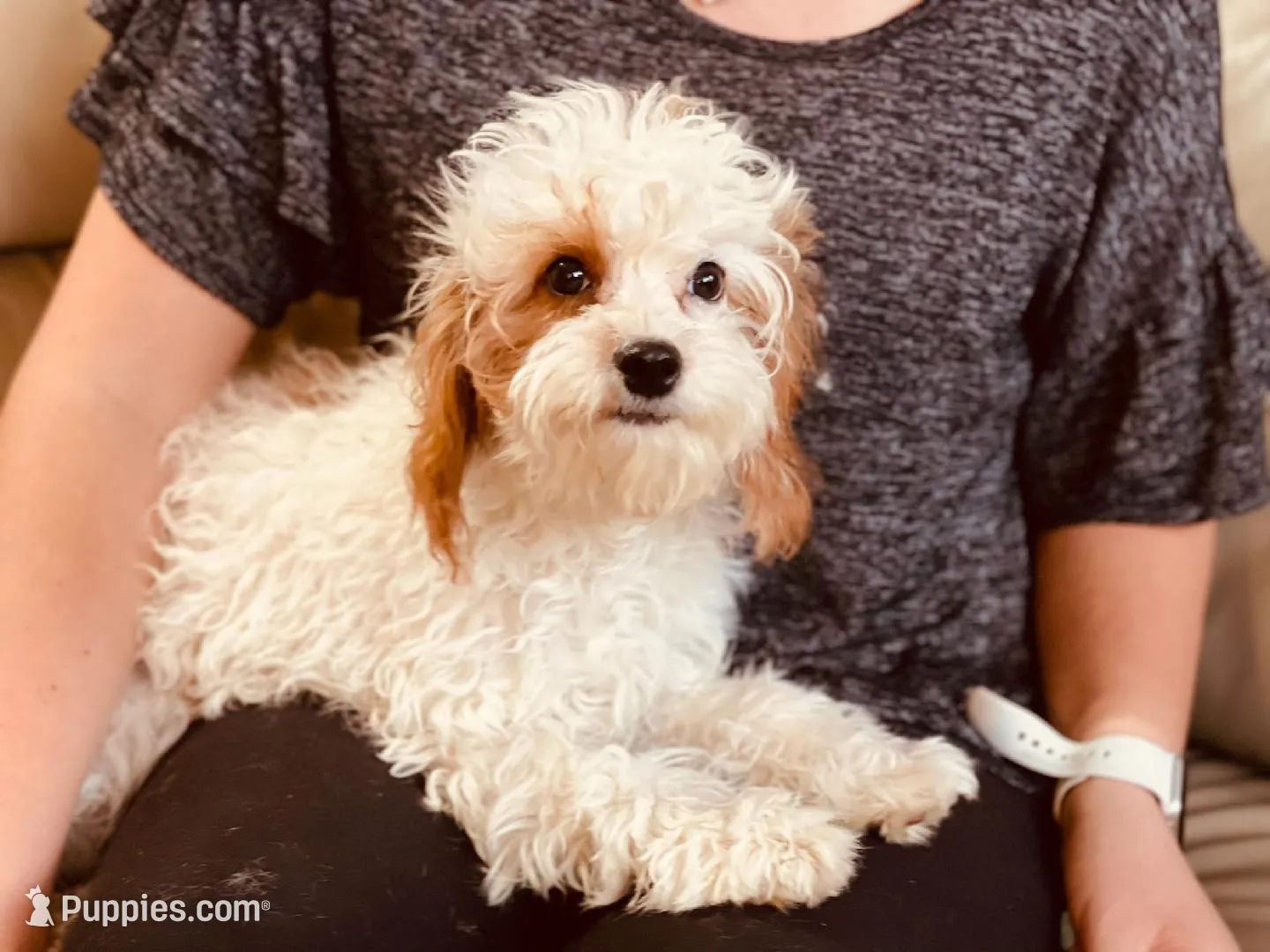 Gigi , a female Cavapoo for sale in Bowling Green, MO – Photo 5 of 6