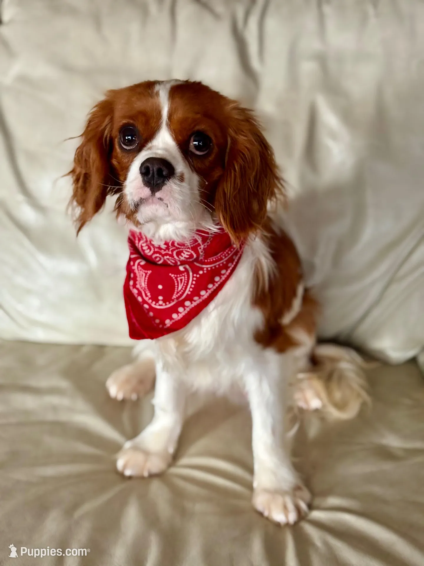 Gigi , a female Cavapoo for sale in Bowling Green, MO – Photo 6 of 6