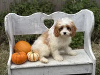 Riff , a male Cavapoo and Cavalier King Charles Spaniel for sale in Bowling Green, MO – 3 of 3