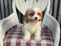 Braxton , a male Cavapoo and Cavalier King Charles Spaniel for sale in Bowling Green, MO – 2 of 6