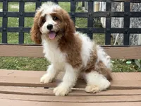 Bo, a male Cavapoo and Cavalier King Charles Spaniel for sale in Bowling Green, MO – 6 of 6