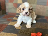 Lexie, a female Cavapoo and Cavalier King Charles Spaniel for sale in Bowling Green, MO – 3 of 6