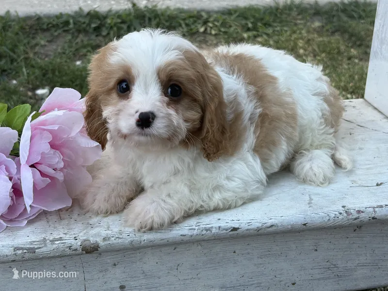 Riff  – Cavapoo, Cavalier King Charles Spaniel puppy for sale in Bowling Green, MO