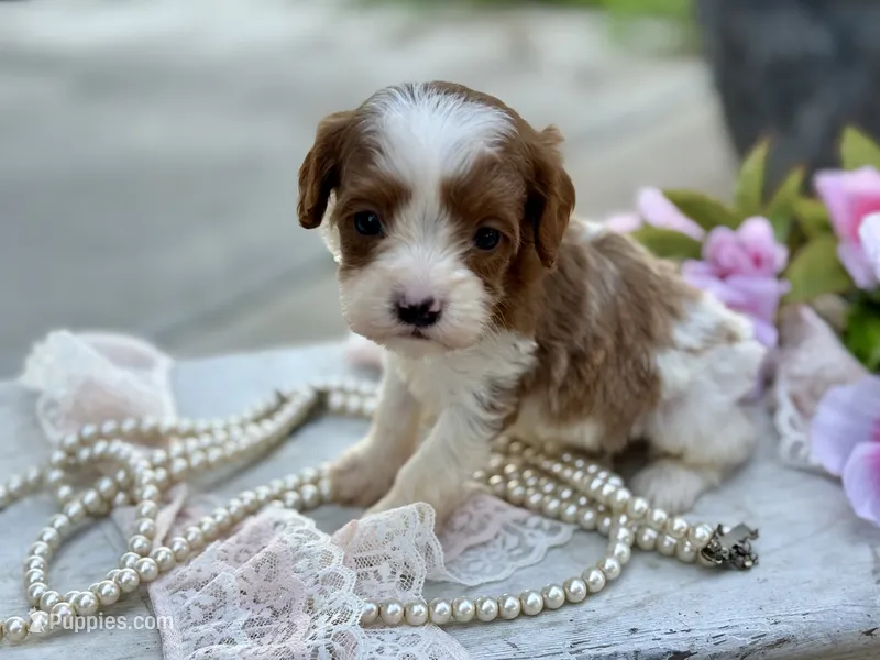 Milo – Cavapoo, Cavalier King Charles Spaniel puppy for sale in Bowling Green, MO