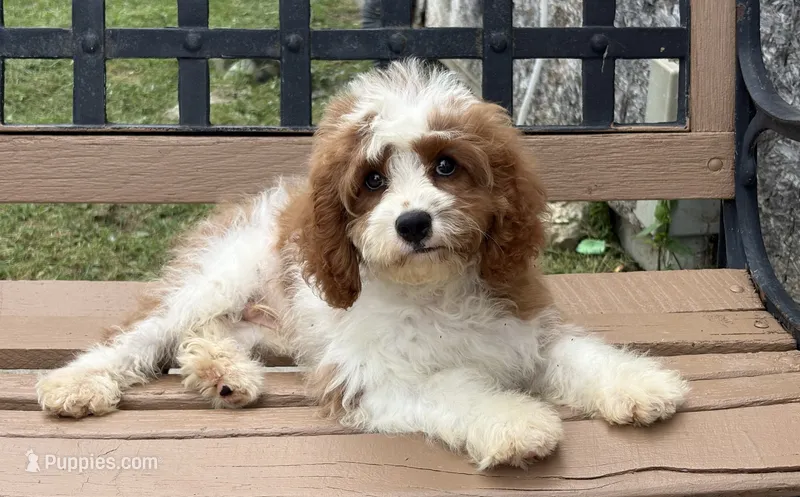 Bo – Cavapoo puppy for sale in Bowling Green, MO