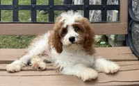 Bo, a male Cavapoo and Cavalier King Charles Spaniel for sale in Bowling Green, MO – 1 of 6