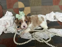 Daisy, a female Cavapoo and Cavalier King Charles Spaniel for sale in Bowling Green, MO – 3 of 3