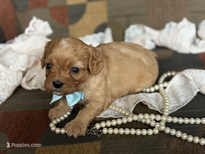 Oliver – Cavapoo, Cavalier King Charles Spaniel puppy for sale in Bowling Green, MO