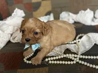 Oliver, a male Cavapoo and Cavalier King Charles Spaniel for sale in Bowling Green, MO – 1 of 4