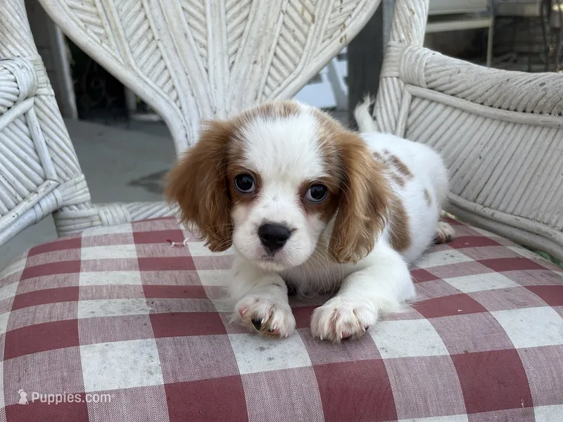 Margie – Cavapoo, Cavalier King Charles Spaniel puppy for sale in Bowling Green, MO