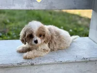 Stanley, a male Cavapoo and Cavalier King Charles Spaniel for sale in Bowling Green, MO – 4 of 5