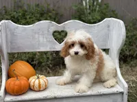 Riff , a male Cavapoo and Cavalier King Charles Spaniel for sale in Bowling Green, MO – 2 of 3