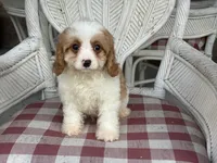 Riff , a male Cavapoo and Cavalier King Charles Spaniel for sale in Bowling Green, MO – 5 of 5