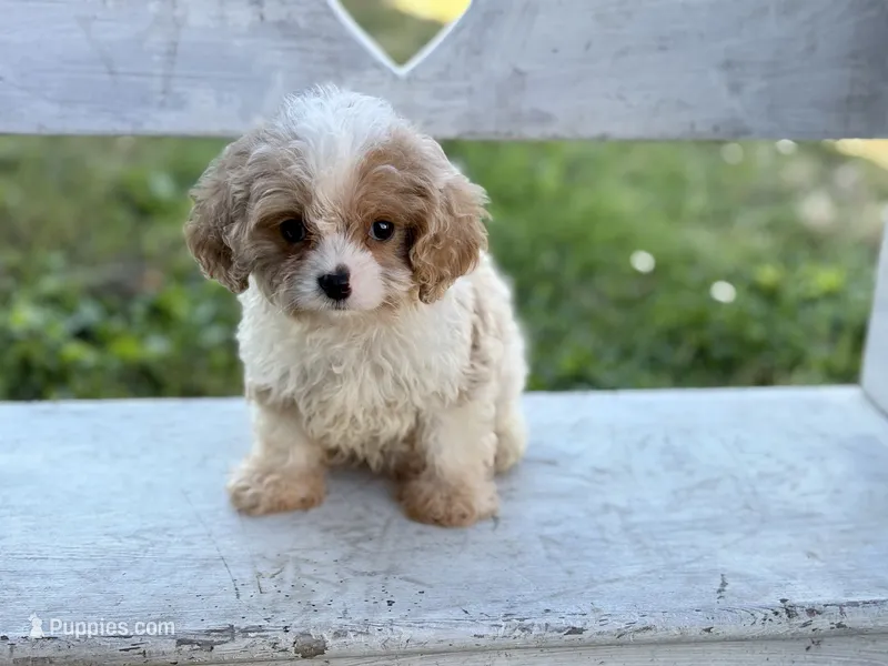 Stanley – Cavapoo, Cavalier King Charles Spaniel puppy for sale in Bowling Green, MO