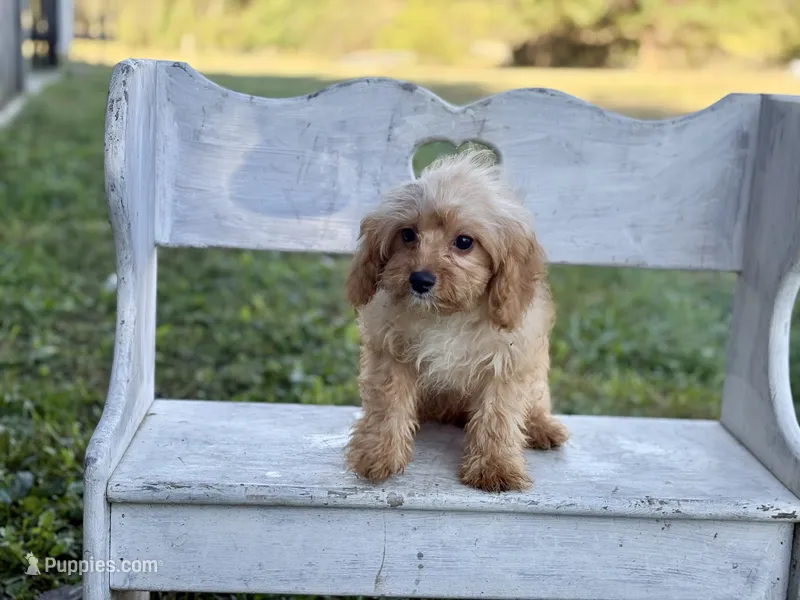 Charlie – Cavapoo, Cavalier King Charles Spaniel puppy for sale in Bowling Green, MO