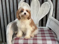 Braxton , a male Cavapoo and Cavalier King Charles Spaniel for sale in Bowling Green, MO – 6 of 6