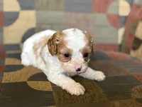 Riff , a male Cavapoo and Cavalier King Charles Spaniel for sale in Bowling Green, MO – 2 of 4