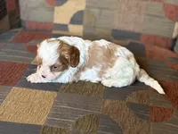 Braxton , a male Cavapoo and Cavalier King Charles Spaniel for sale in Bowling Green, MO – 2 of 4