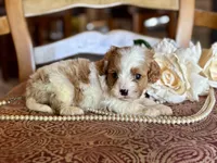 Bo, a male Cavapoo for sale in Bowling Green, MO – Photo 2 of 6
