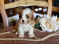 Bo, a male Cavapoo for sale in Bowling Green, MO – Photo 4 of 6