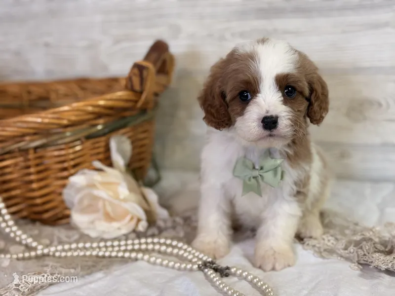 Bo – Cavapoo puppy for sale in Bowling Green, MO