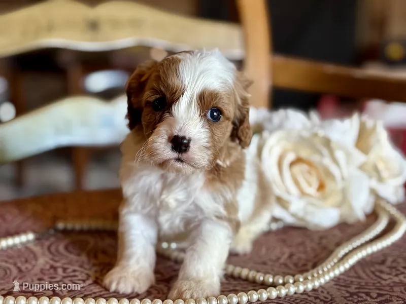 Bo – Cavapoo puppy for sale in Bowling Green, MO