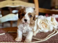 Bo, a male Cavapoo for sale in Bowling Green, MO – Photo 1 of 6