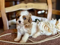 Bo, a male Cavapoo for sale in Bowling Green, MO – Photo 3 of 6