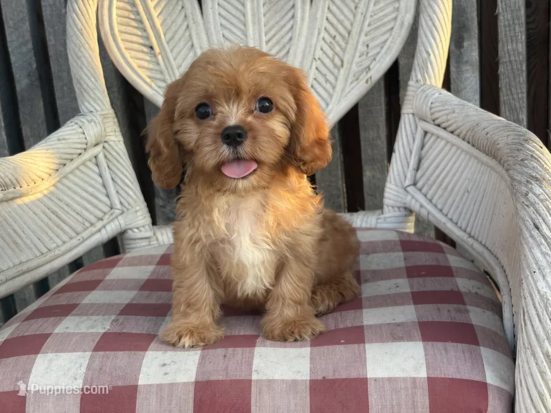 Mason  – Cavapoo, Cavalier King Charles Spaniel puppy for sale in Bowling Green, MO