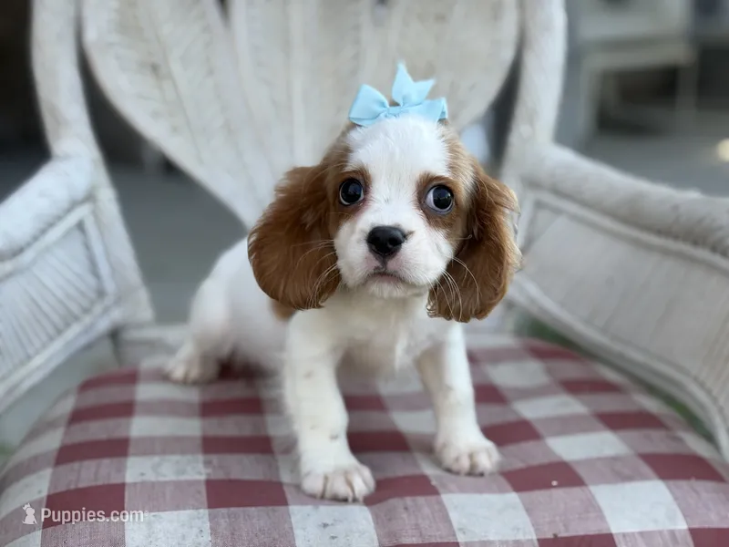 Margie – Cavapoo, Cavalier King Charles Spaniel puppy for sale in Bowling Green, MO