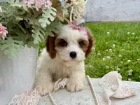Coco, a female Cavapoo for sale in Bowling Green, MO – 3 of 10