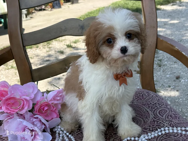 Braxton  – Cavapoo, Cavalier King Charles Spaniel puppy for sale in Bowling Green, MO