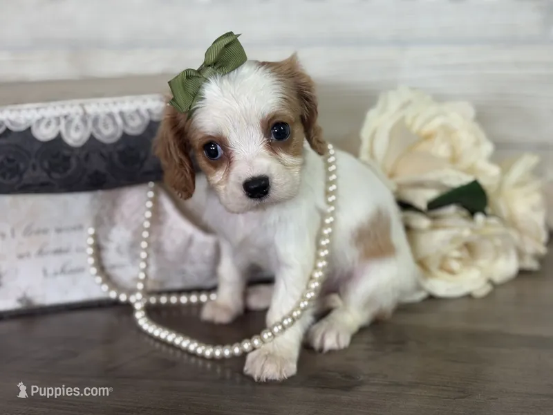Minnie  – Cavapoo, Cavalier King Charles Spaniel puppy for sale in Bowling Green, MO