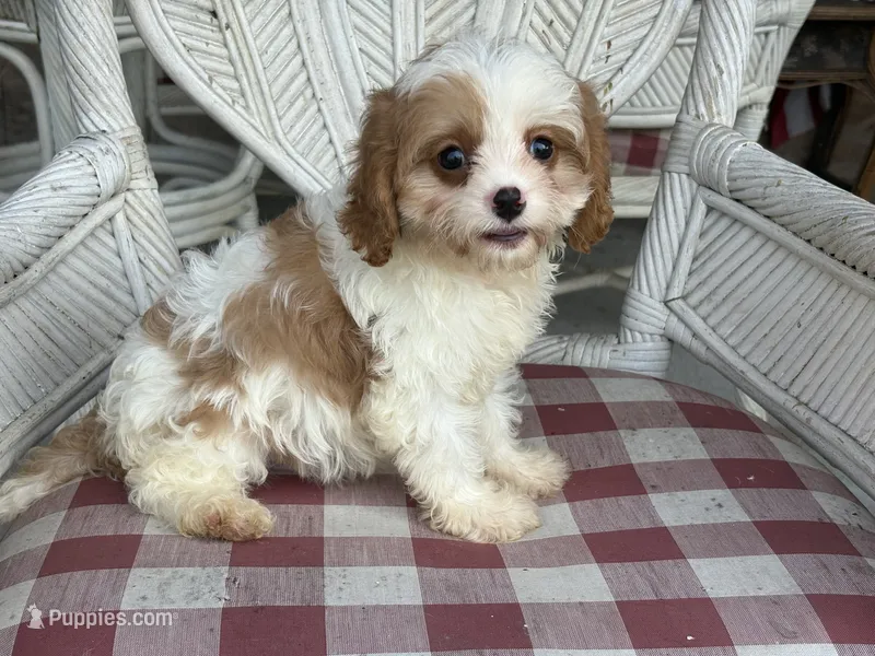 Braxton  – Cavapoo, Cavalier King Charles Spaniel puppy for sale in Bowling Green, MO