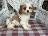 Braxton , a male Cavapoo and Cavalier King Charles Spaniel for sale in Bowling Green, MO – 1 of 3