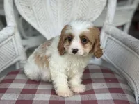 Riff , a male Cavapoo and Cavalier King Charles Spaniel for sale in Bowling Green, MO – 3 of 5