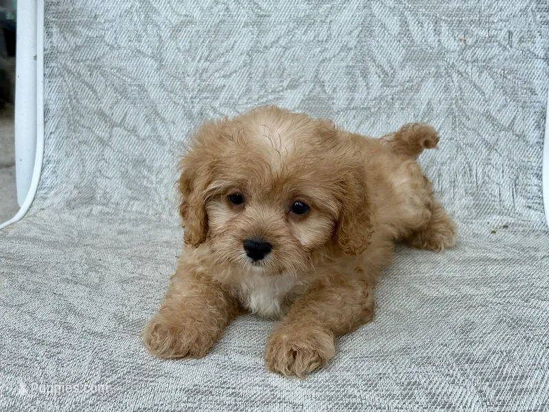Charlie – Cavapoo, Cavalier King Charles Spaniel puppy for sale in Bowling Green, MO