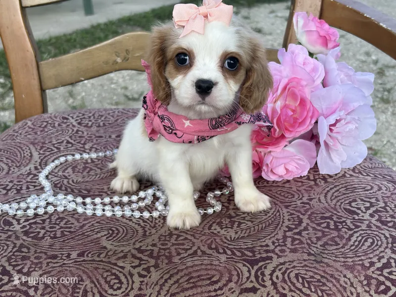 Margie – Cavapoo, Cavalier King Charles Spaniel puppy for sale in Bowling Green, MO