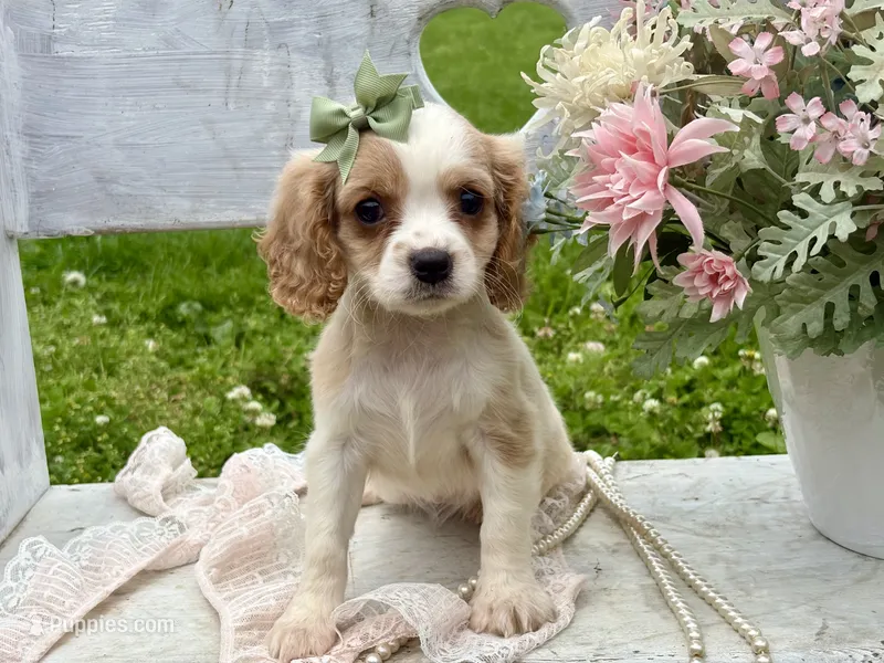 Gigi  – Cavapoo puppy for sale in Bowling Green, MO