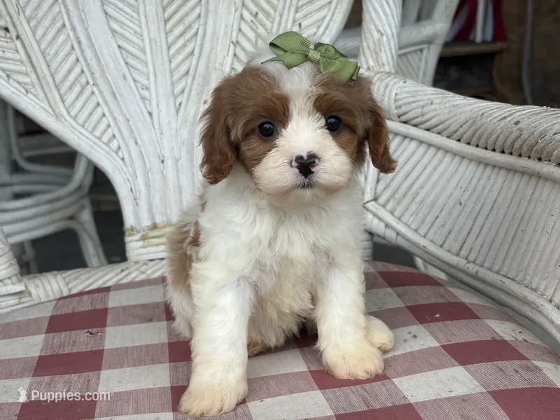Daisy – Cavapoo, Cavalier King Charles Spaniel puppy for sale in Bowling Green, MO