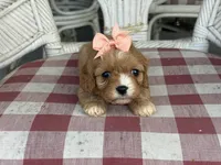 Lil Miss , a female Cavapoo and Cavalier King Charles Spaniel for sale in Bowling Green, MO – 5 of 6