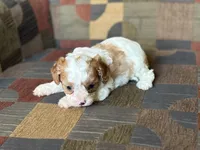 Riff , a male Cavapoo and Cavalier King Charles Spaniel for sale in Bowling Green, MO – 3 of 4