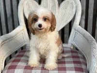 Braxton , a male Cavapoo and Cavalier King Charles Spaniel for sale in Bowling Green, MO – 5 of 6