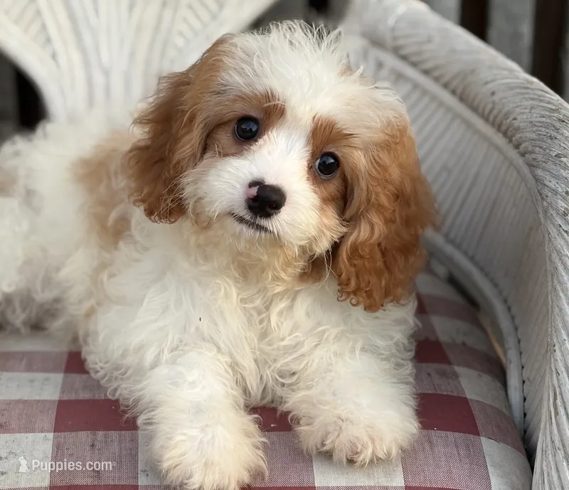 Riff  – Cavapoo, Cavalier King Charles Spaniel puppy for sale in Bowling Green, MO