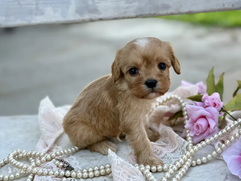 Duke  – Cavapoo, Cavalier King Charles Spaniel puppy for sale in Bowling Green, MO