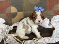 Chelsea, a female Cavapoo and Cavalier King Charles Spaniel for sale in Bowling Green, MO – 1 of 4